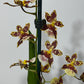 Orhideja Cambria 2 - www.augi-plants.lv