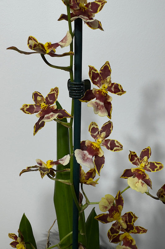 Orhideja Cambria 2 - www.augi-plants.lv