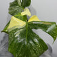 Monstera Thai Constellation 8 - www.augi-plants.lv