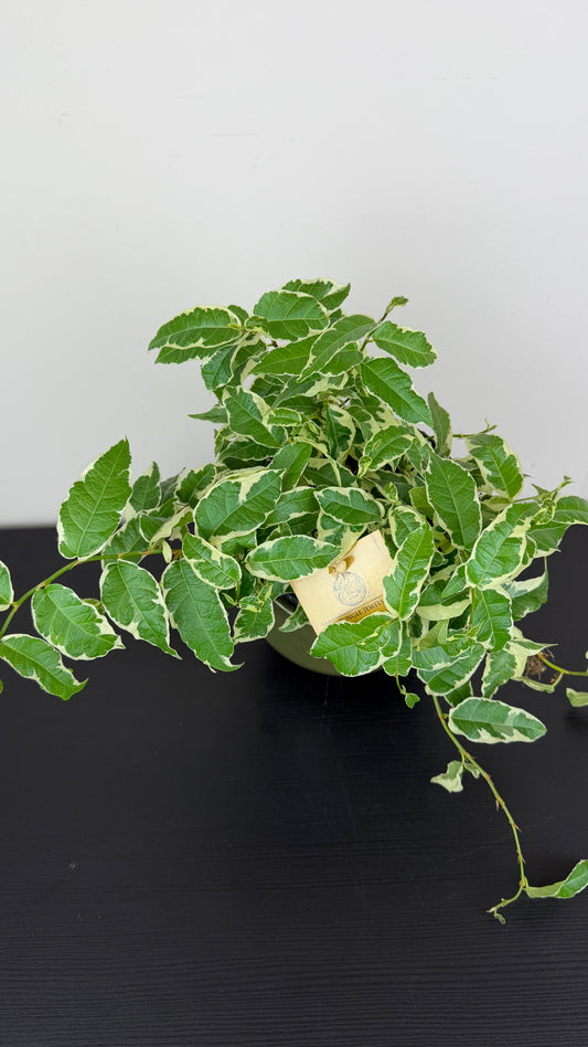 Ficus Sagittata Variegata