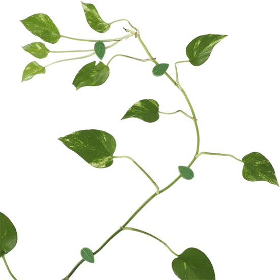 Silmän kiinnitysklipsit seinälle