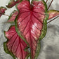 Caladium 3