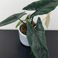 Alocasia Scalprum