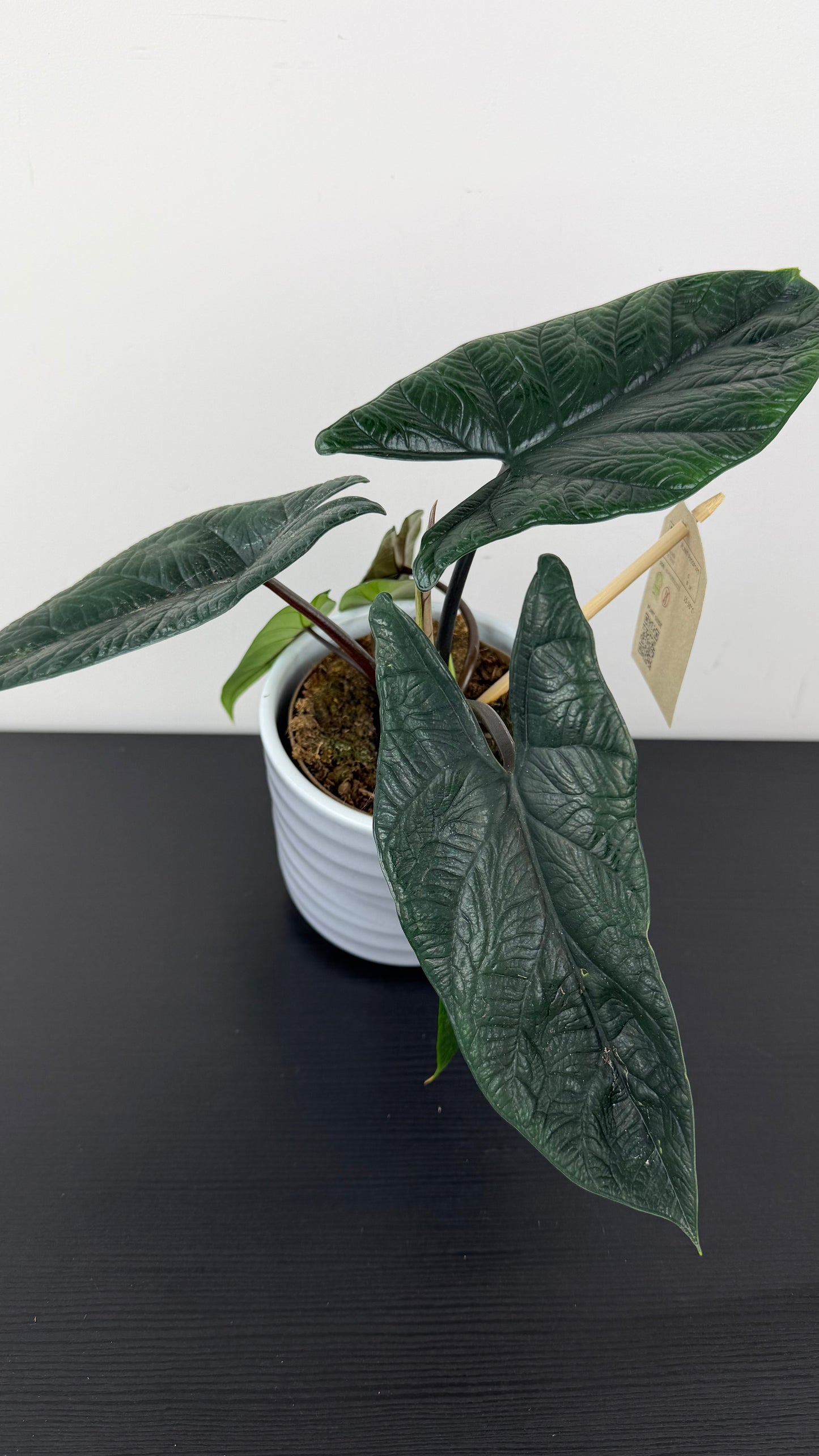 Alocasia Scalprum