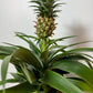 Ananas Amigo - www.augi-plants.lv