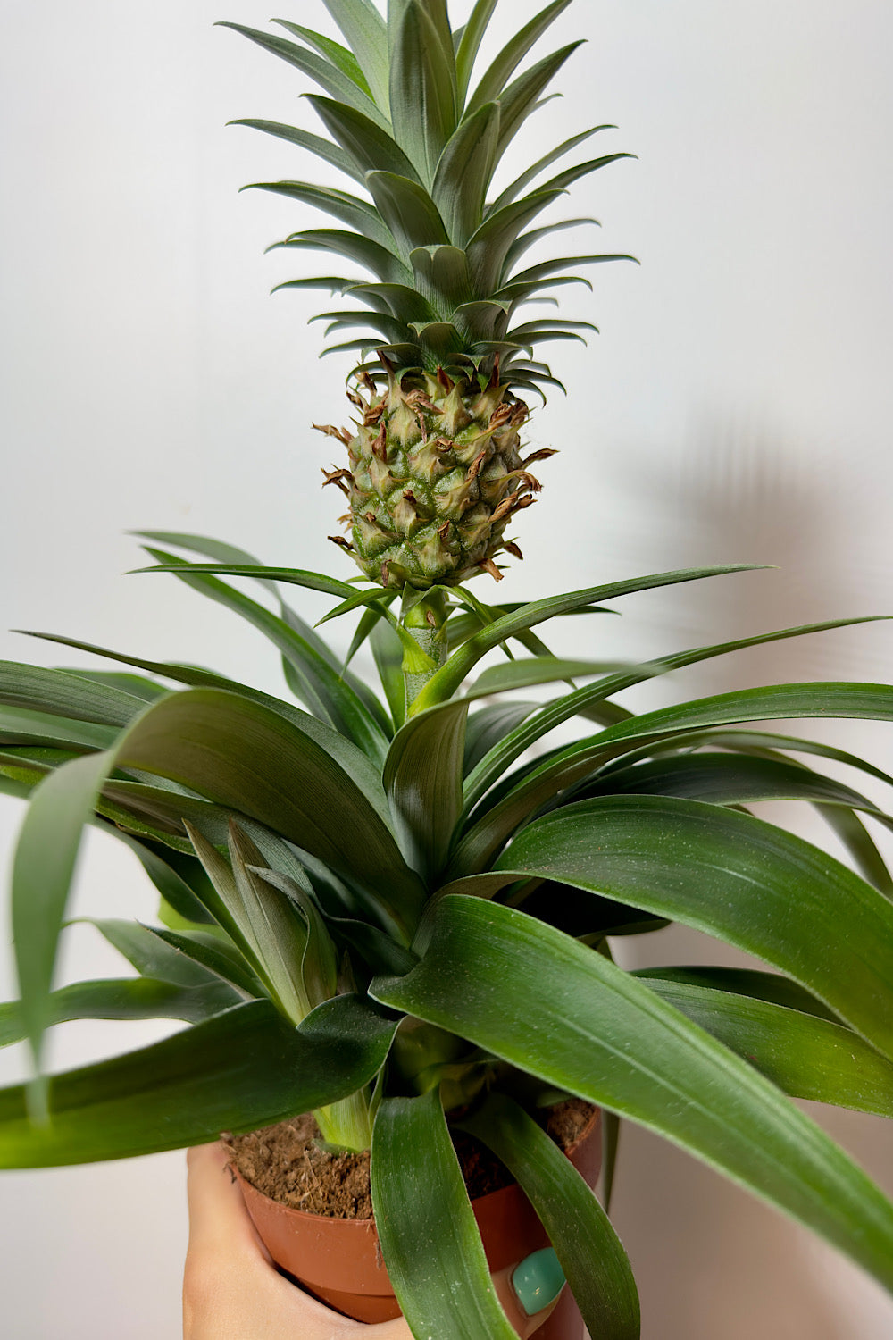 Ananas Amigo - www.augi-plants.lv