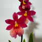 Orhideja Cambria 9 SMARŽO! - www.augi-plants.lv