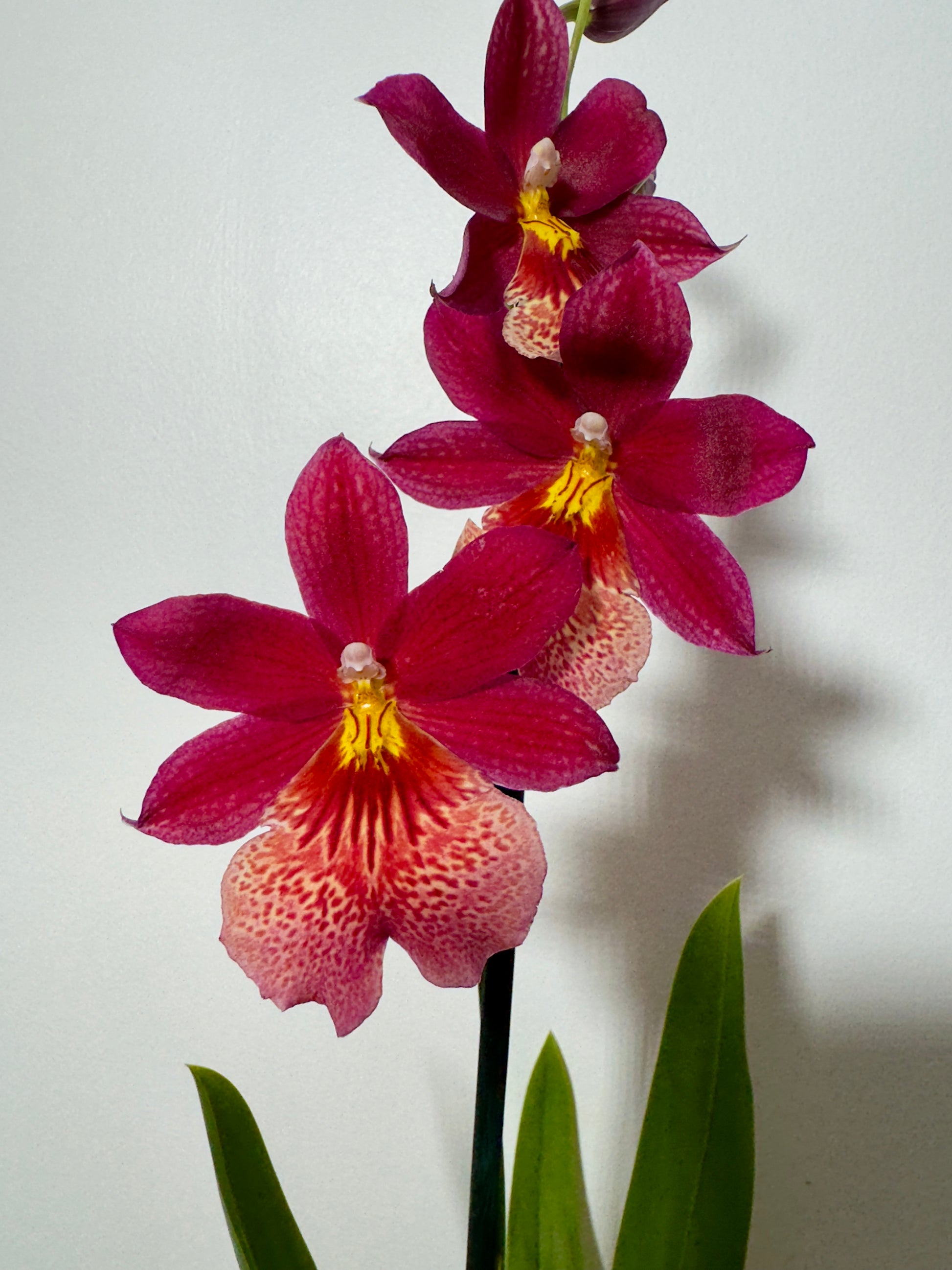 Orhideja Cambria 9 SMARŽO! - www.augi-plants.lv