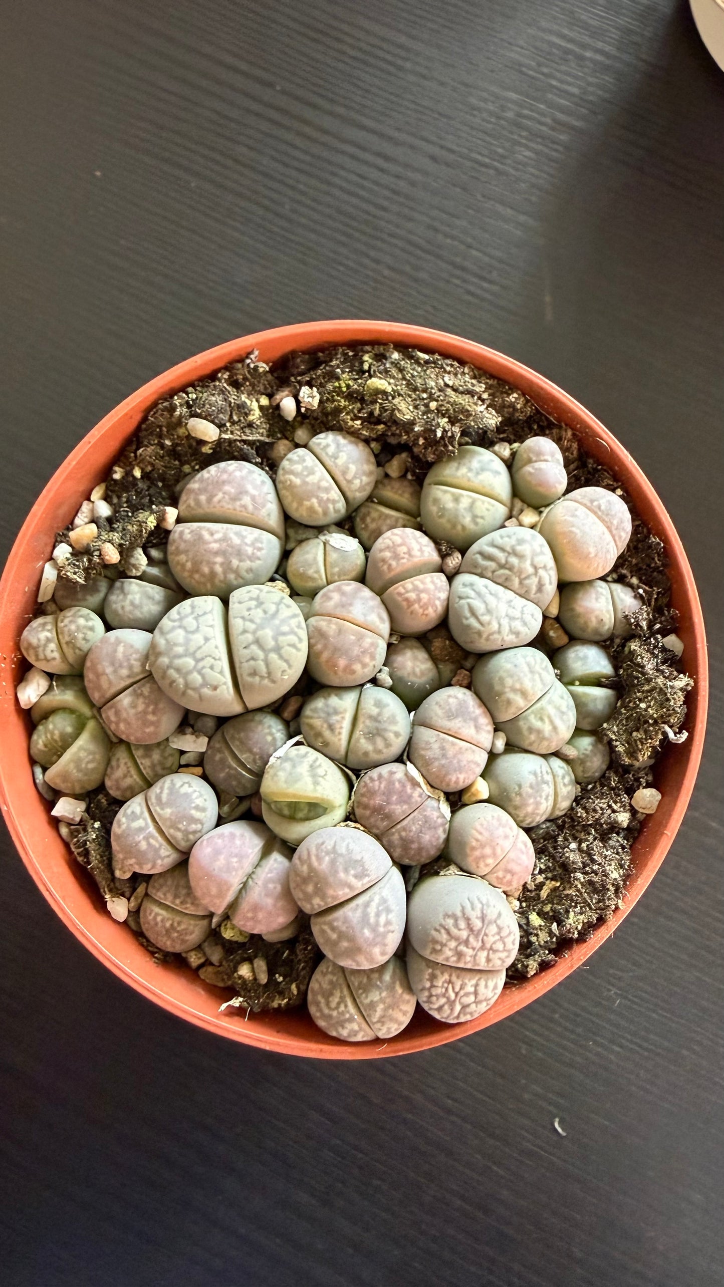 Lithops 2