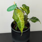 Alocasia Polly Variegata Aurea