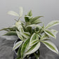 Dracaena Surculosa Godseffiana Silver