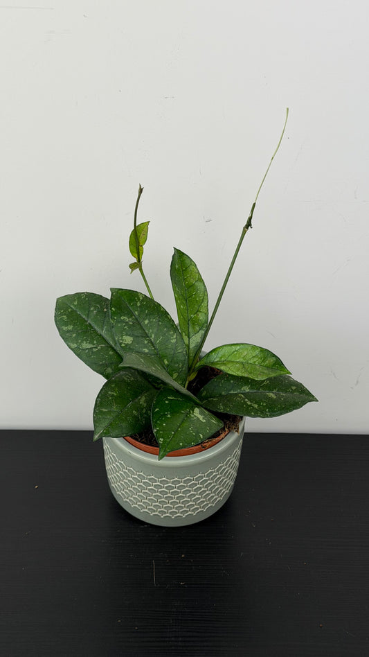 Hoya Crassipetiolata