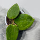 Hoya aff vitellina