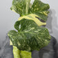 Monstera Thai Constellation 9 - www.augi-plants.lv