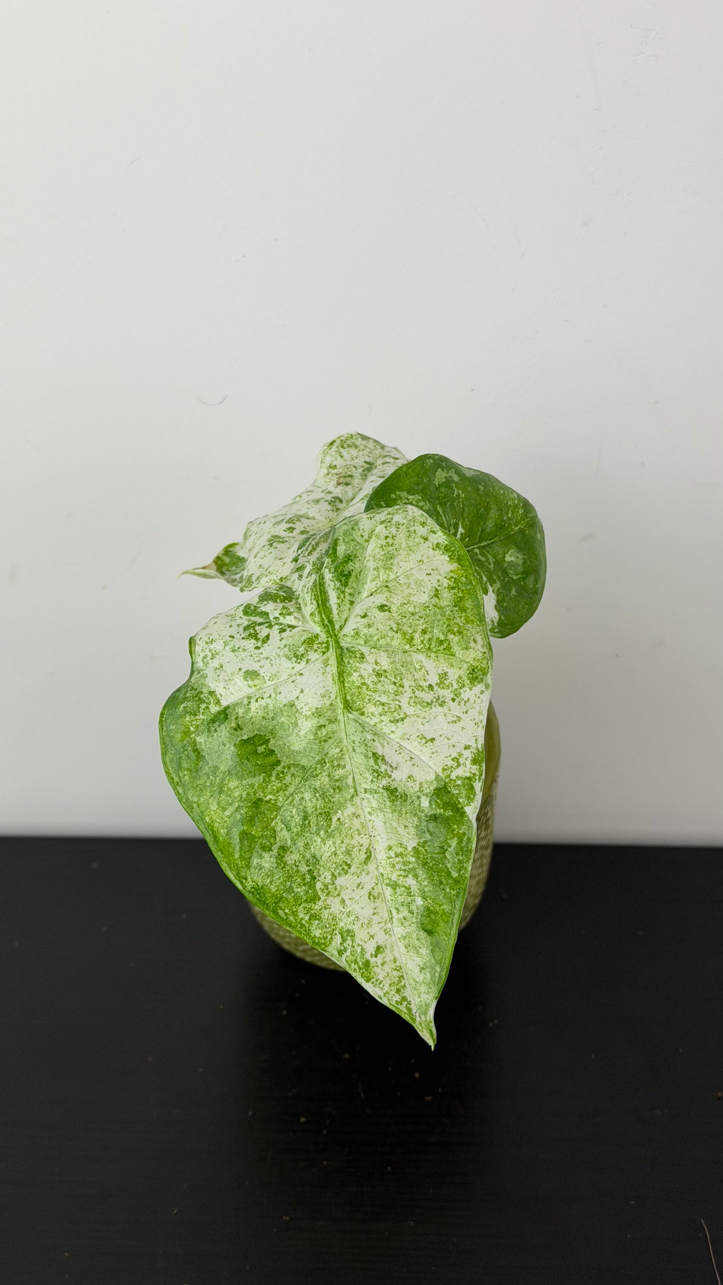 Alocasia macrorrhizos Camouflage