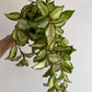 Hoya carnosa 'Tricolor' - www.augi-plants.lv