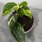 Monstera standleyana variegata - www.augi-plants.lv