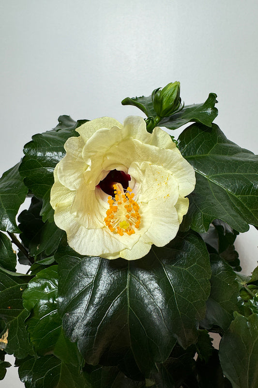 Hibiscus balts - www.augi-plants.lv
