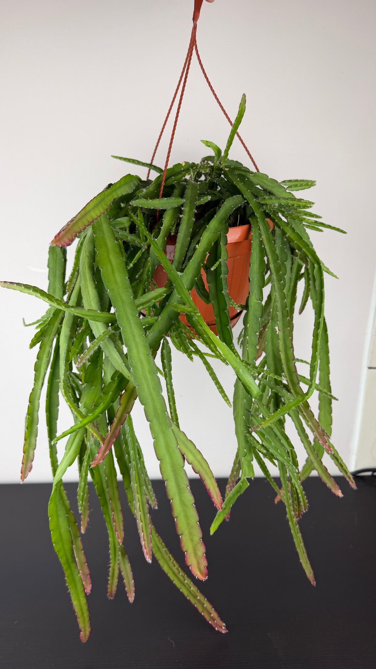 Lepismium Crociforme