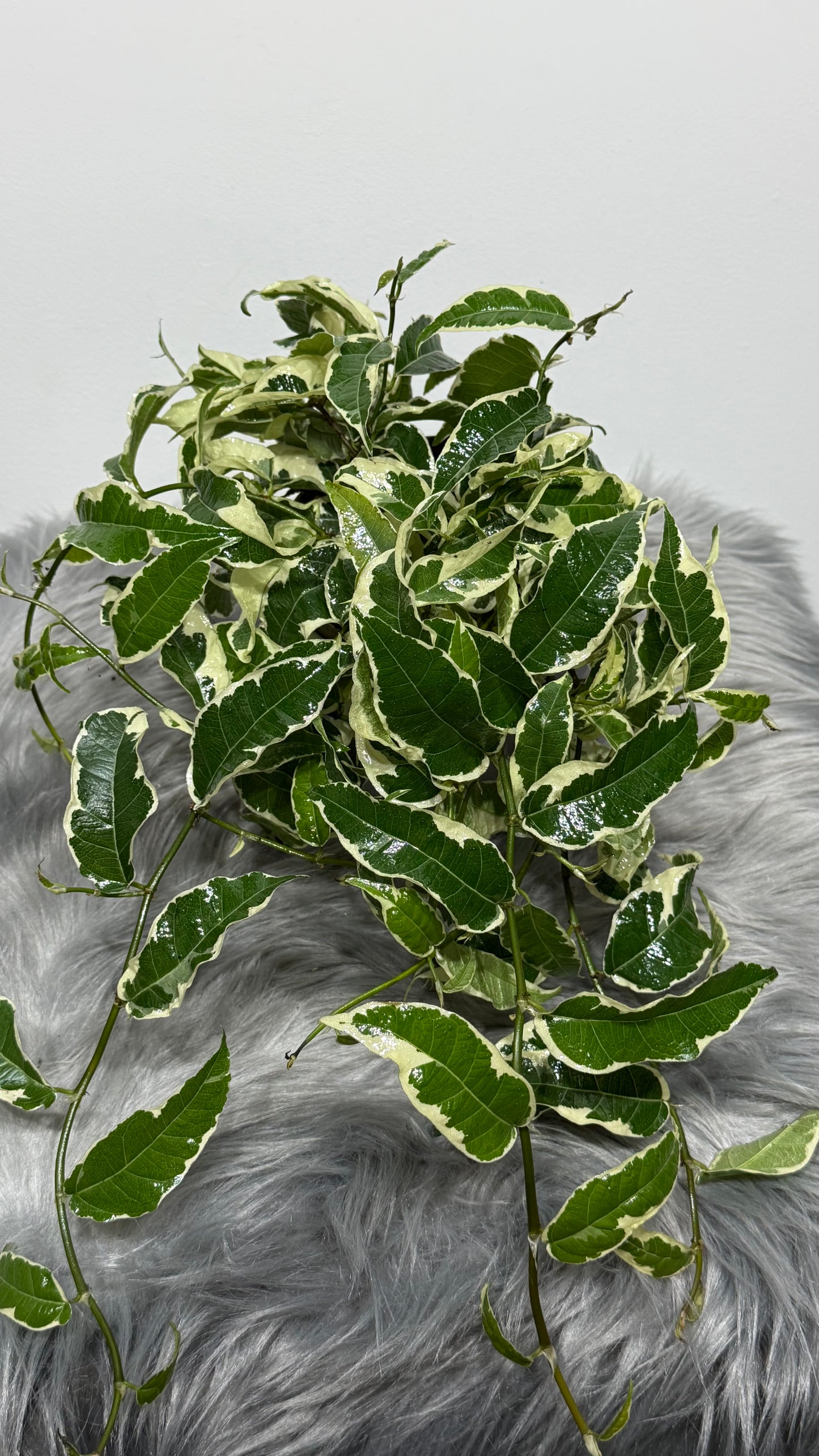 Ficus Sagittata Variegata