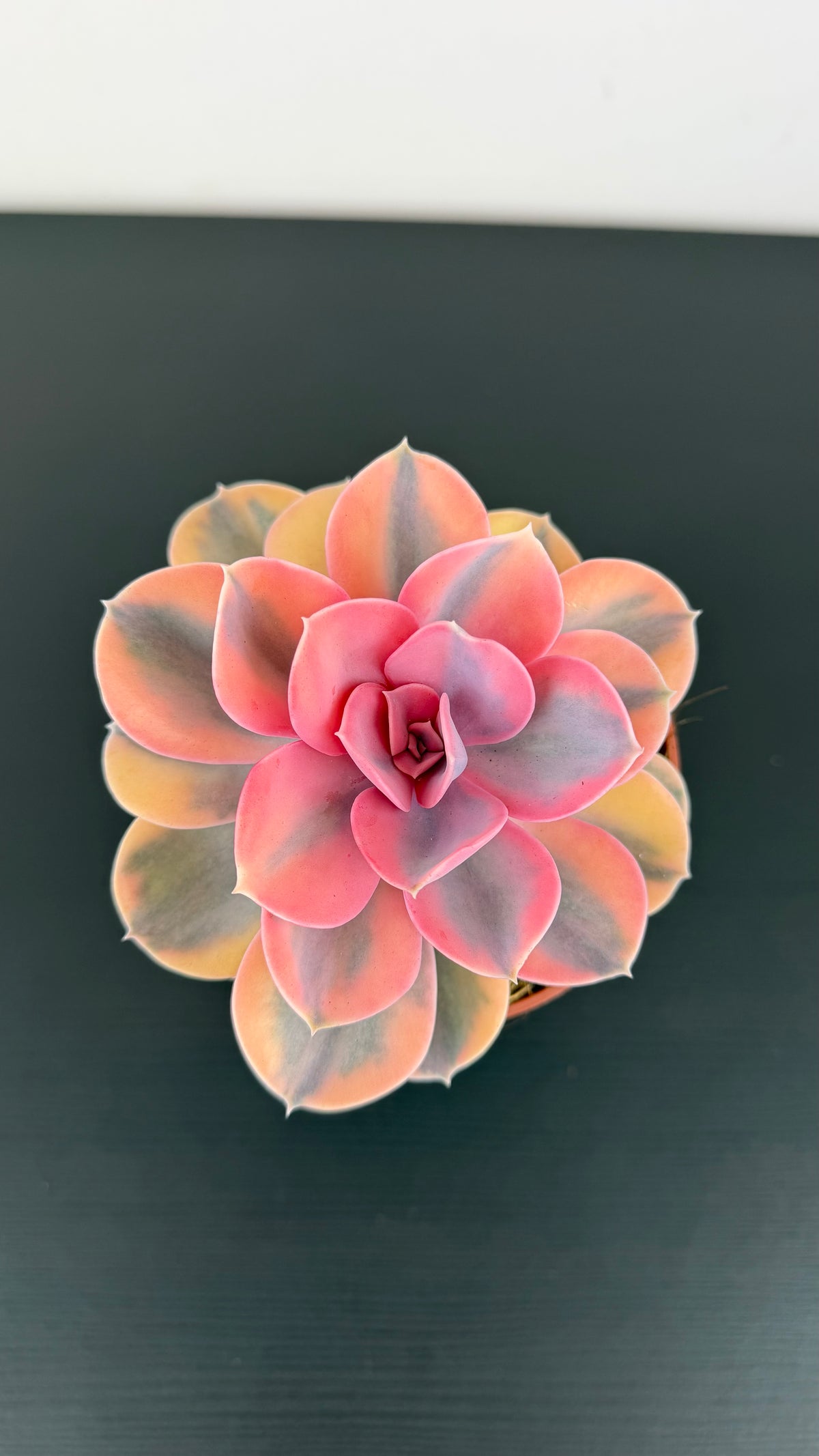 Echeveria Rainbow
