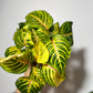 Iresine herbstii Rich Goldstar - www.augi-plants.lv