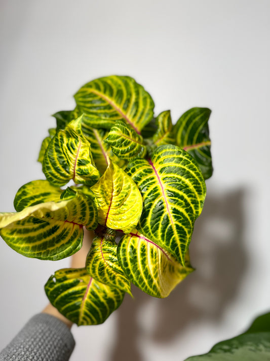 Iresine herbstii Rich Goldstar - www.augi-plants.lv