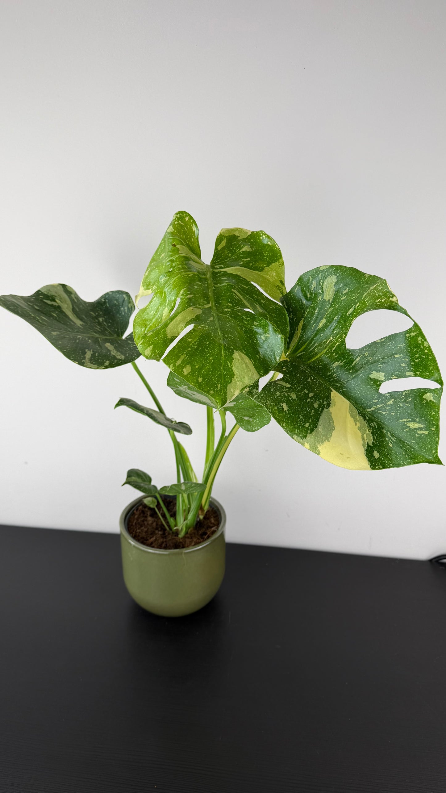 Monstera Thai Constellation