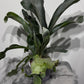 Platycerium Bifurcatum - www.augi-plants.lv