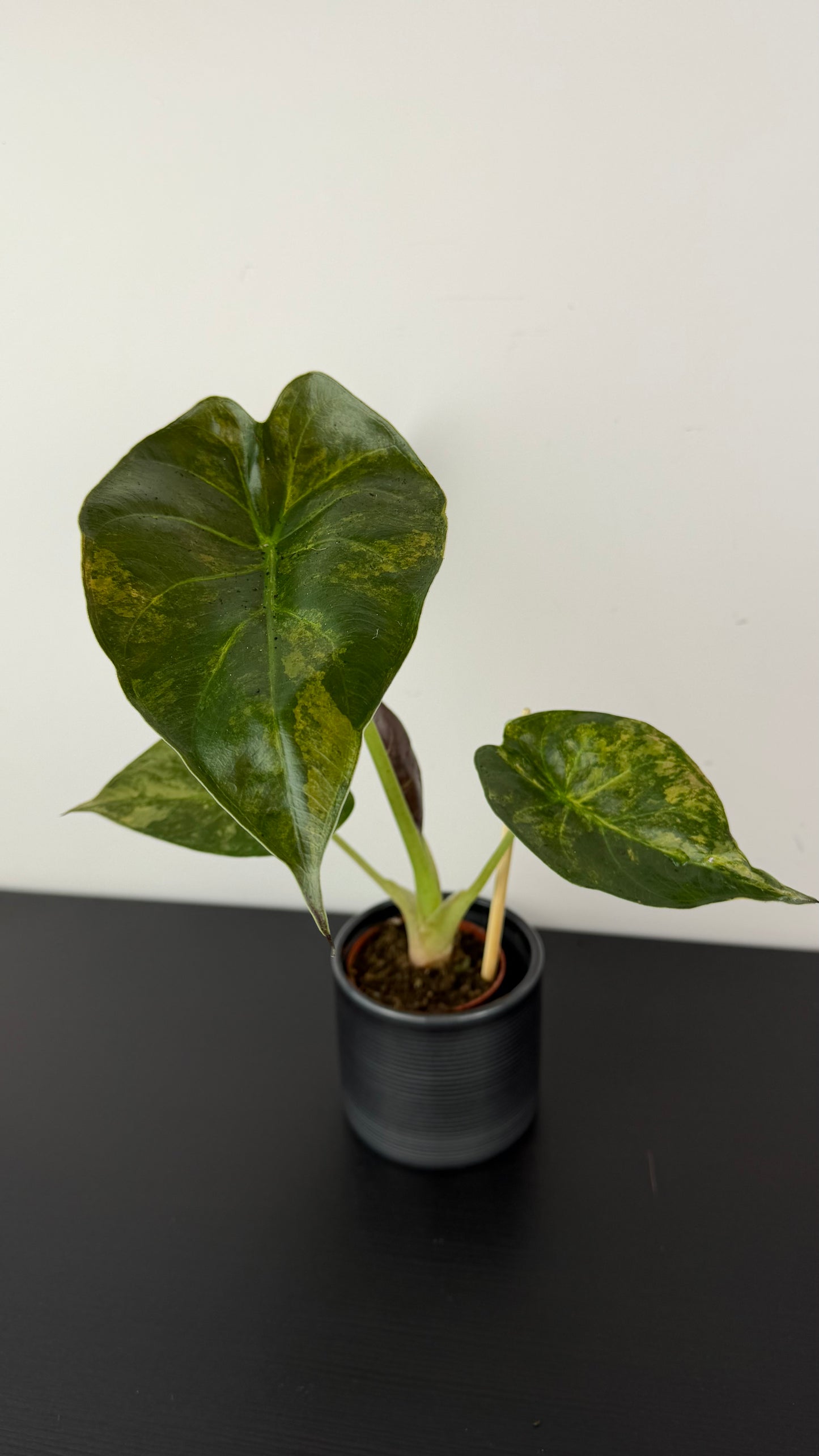 Alocasia Wentii Variegata