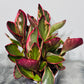 Peperomia Jellie