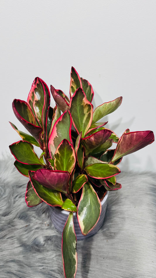 Peperomia Jellie