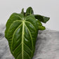 Anthurium Villenaorum