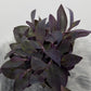 Tradescantia - www.augi-plants.lv