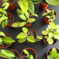 Hoya Mix