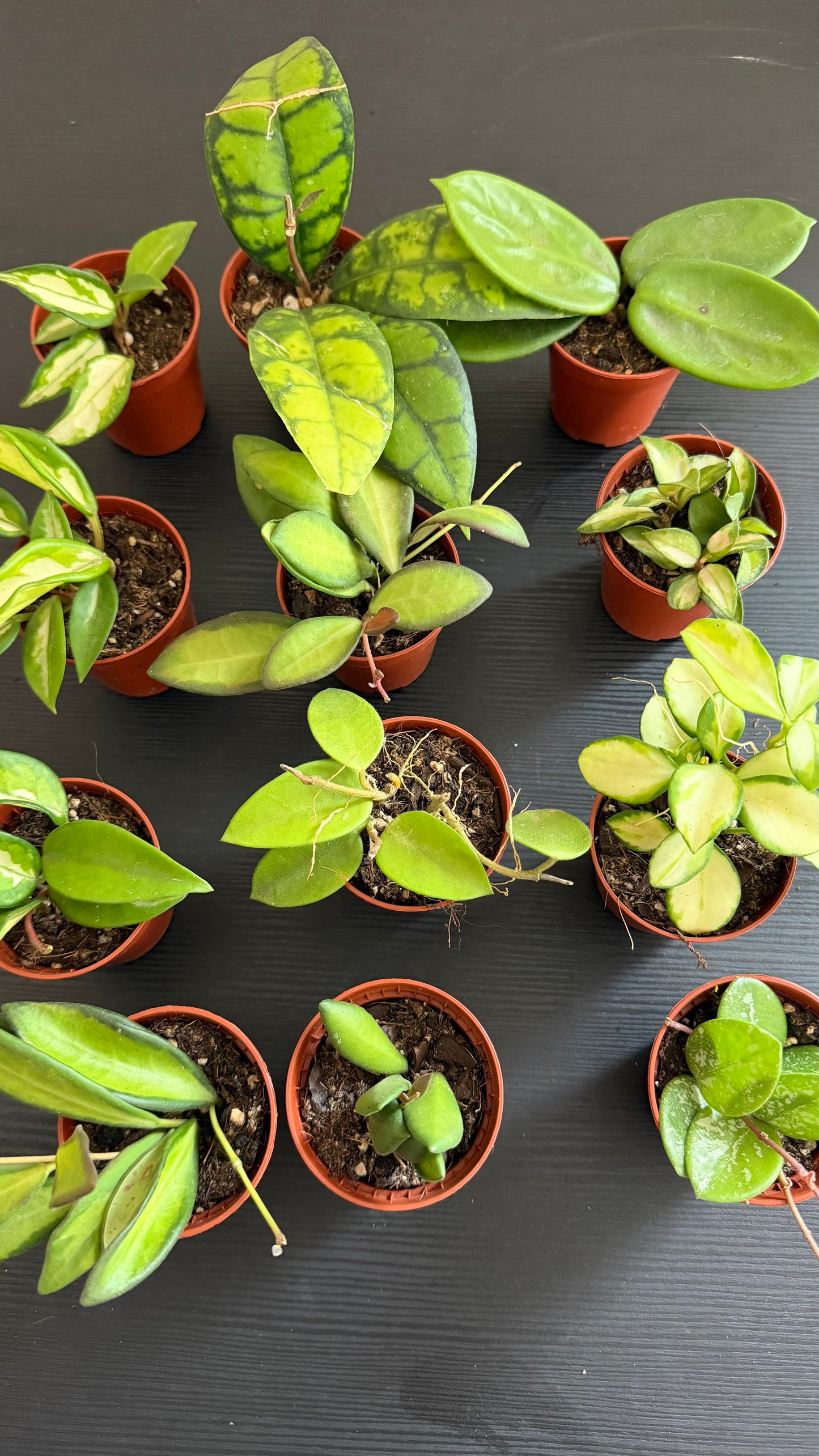 Hoya Mix