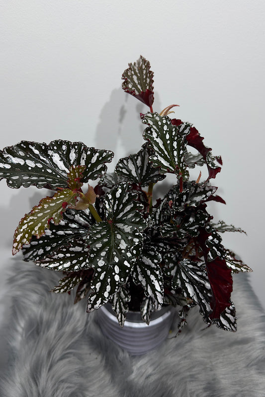 Begonia Maculata - www.augi-plants.lv
