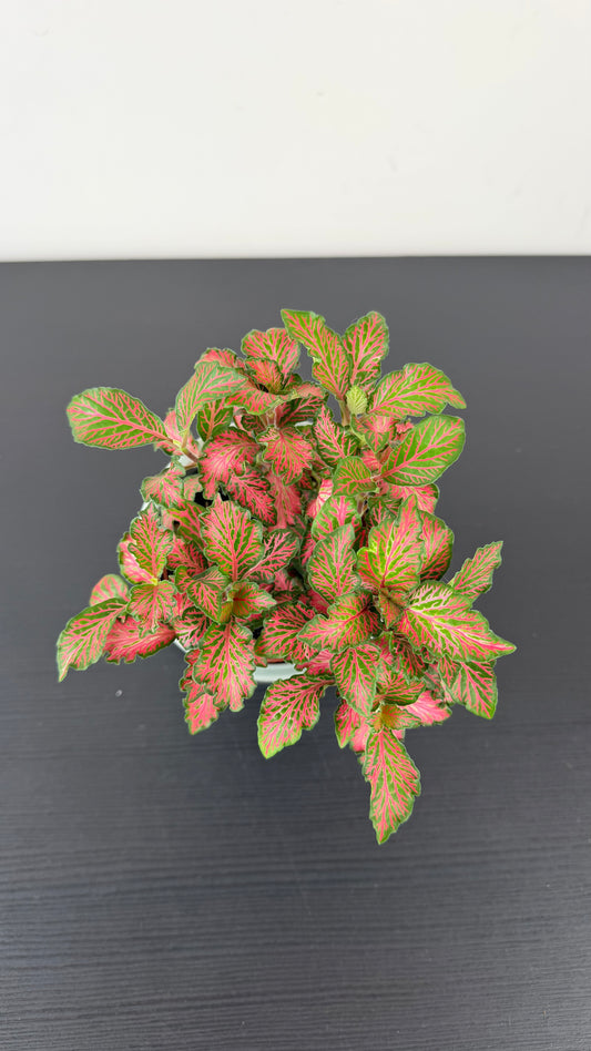 Fittonia 3