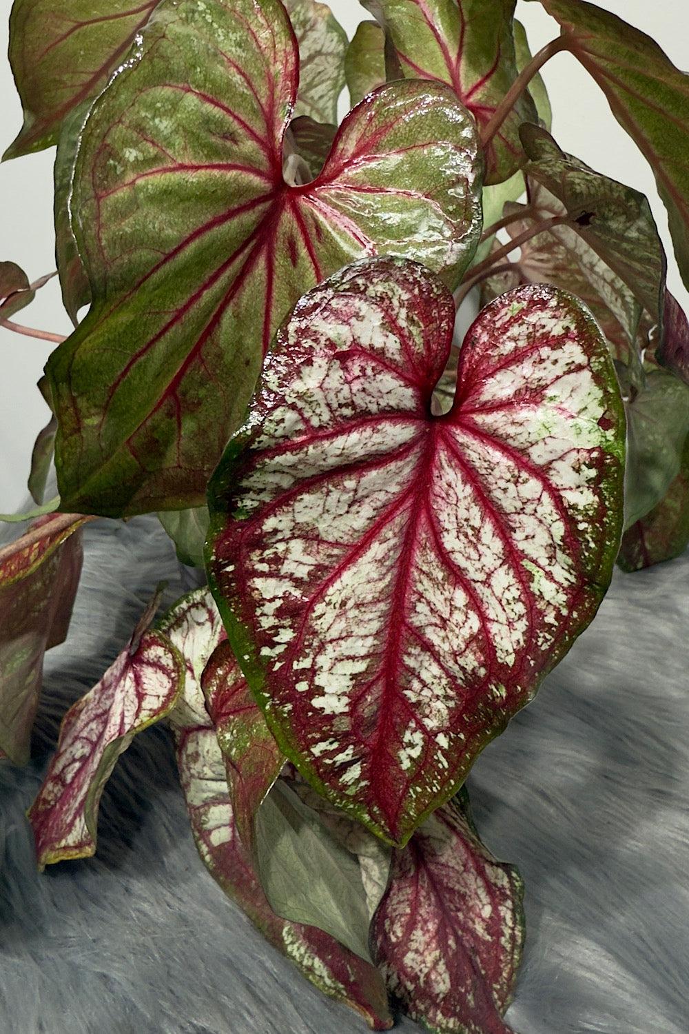 Caladium 5