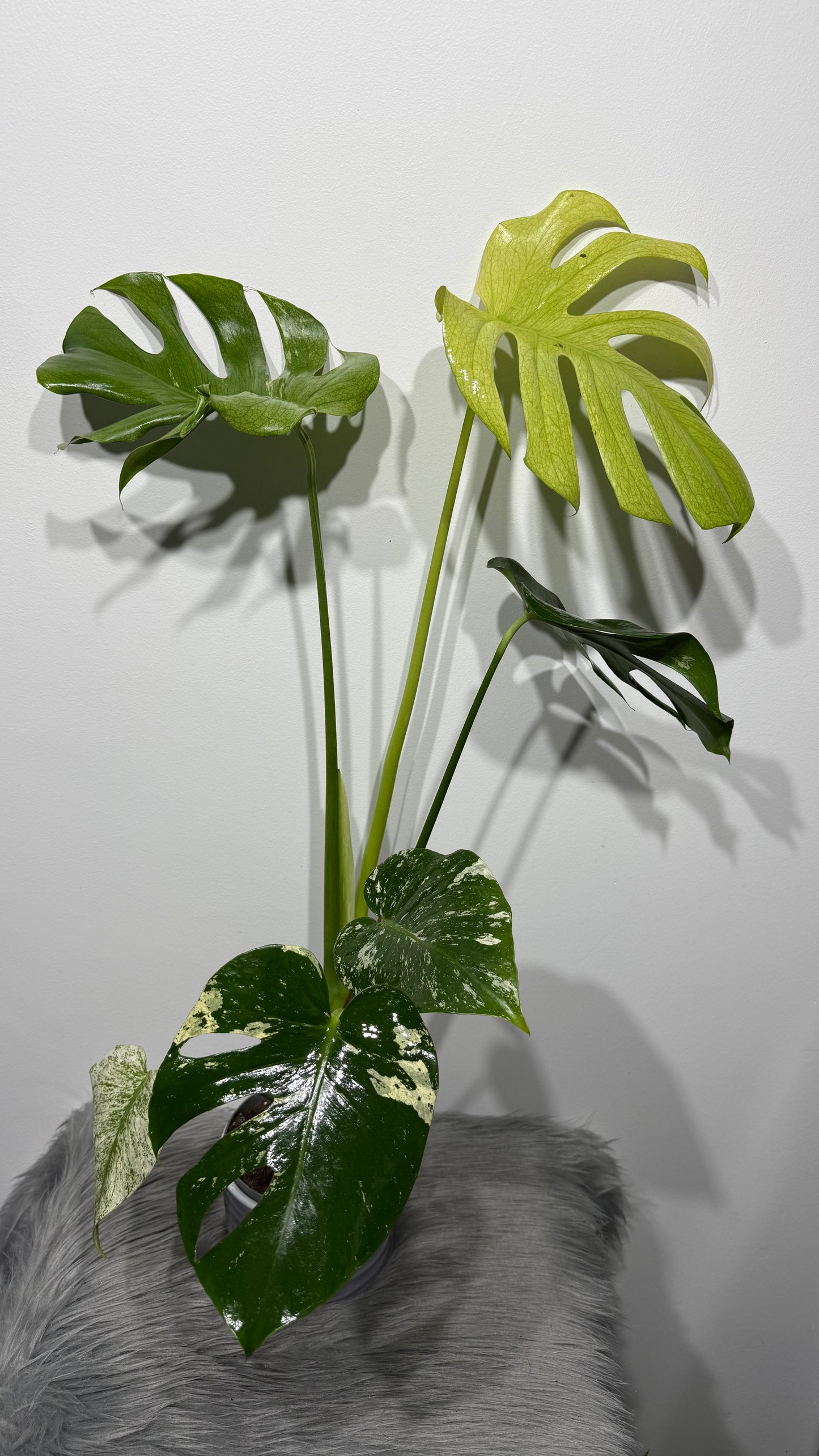Monstera Mint