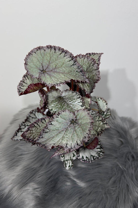 Begonia Rex 1 - www.augi-plants.lv