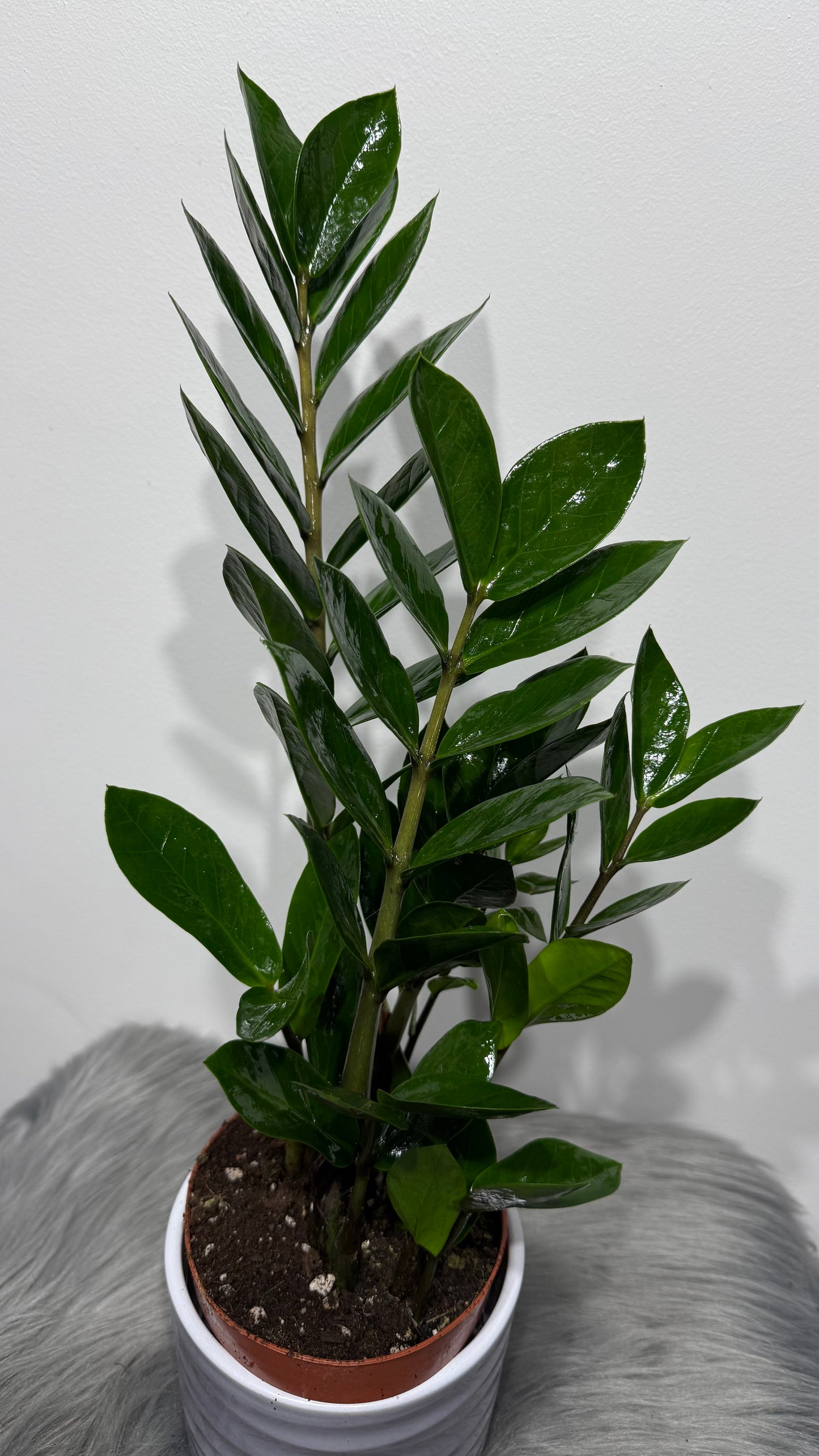 Zamioculcas zamiifolia