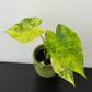 Alocasia macrorrhiza Aurea Variegata