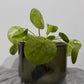 Pilea Mojito