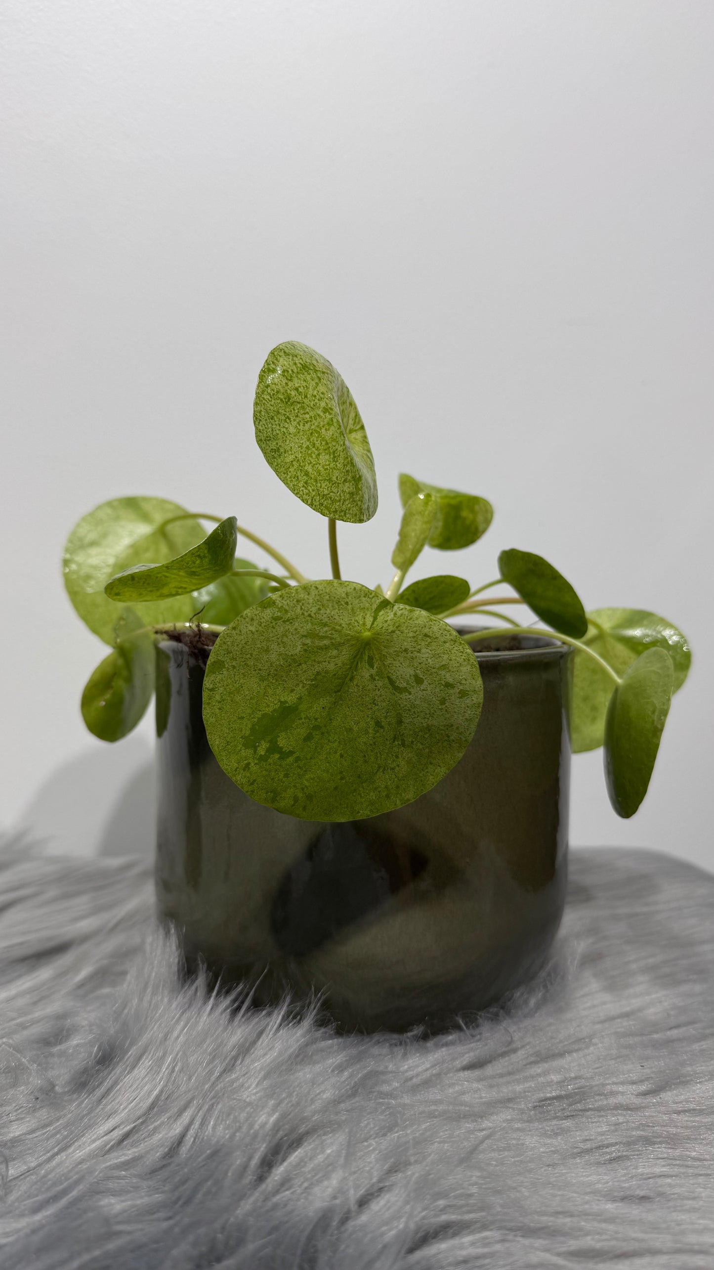 Pilea Mojito
