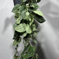 Scindapsus Pictus Silver Ann