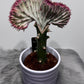 Euphorbia Cristata 2