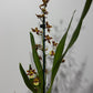 Orhideja Cambria 2 - www.augi-plants.lv