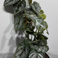 Philodendron Brandtianum - www.augi-plants.lv