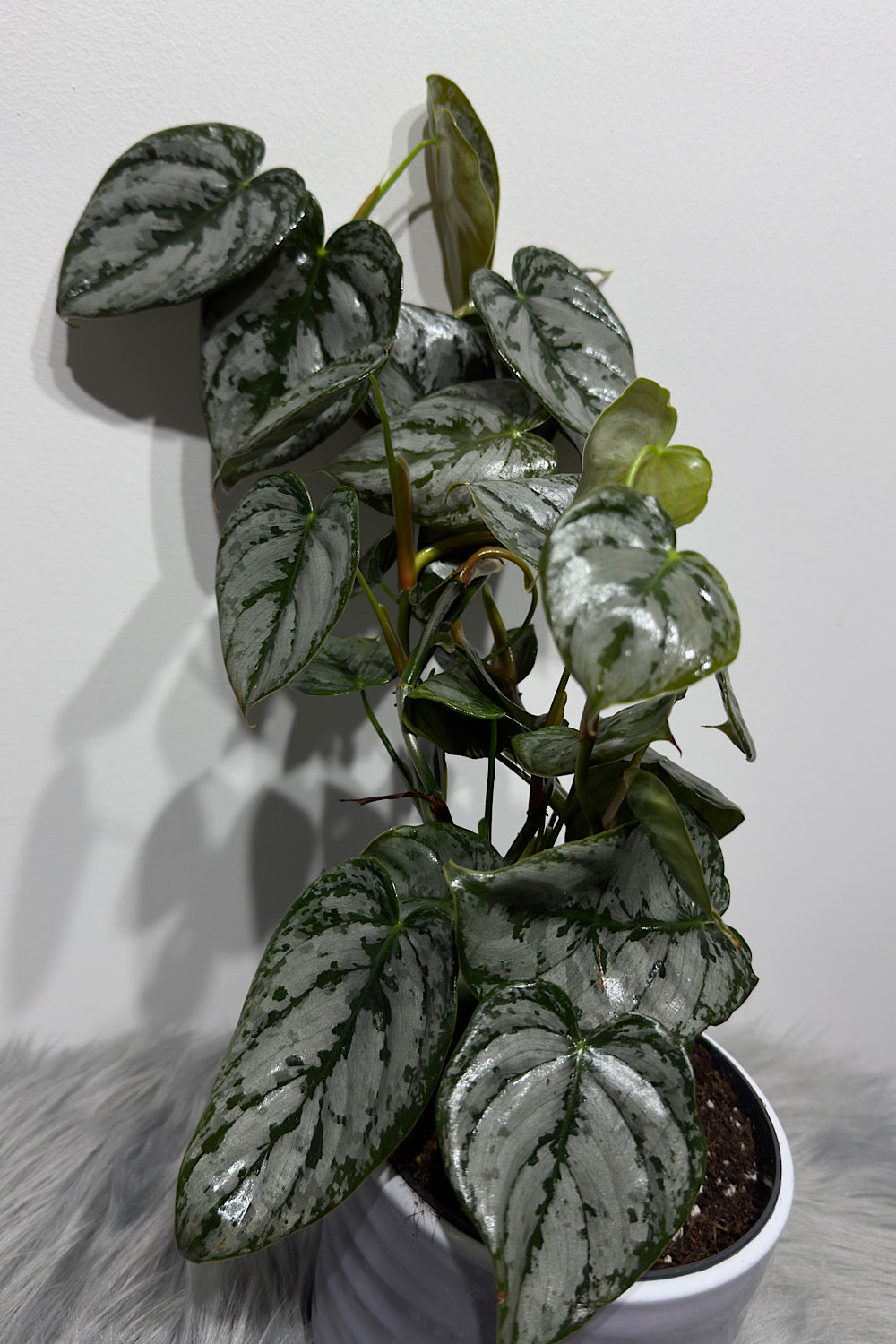 Philodendron Brandtianum - www.augi-plants.lv